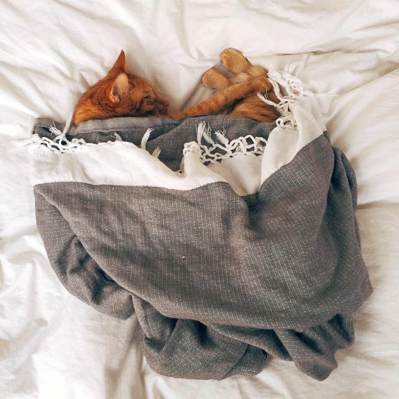 Kočka spí pod peřinou? Je mu tam teplo a pohodlí a důvěřuje vám!